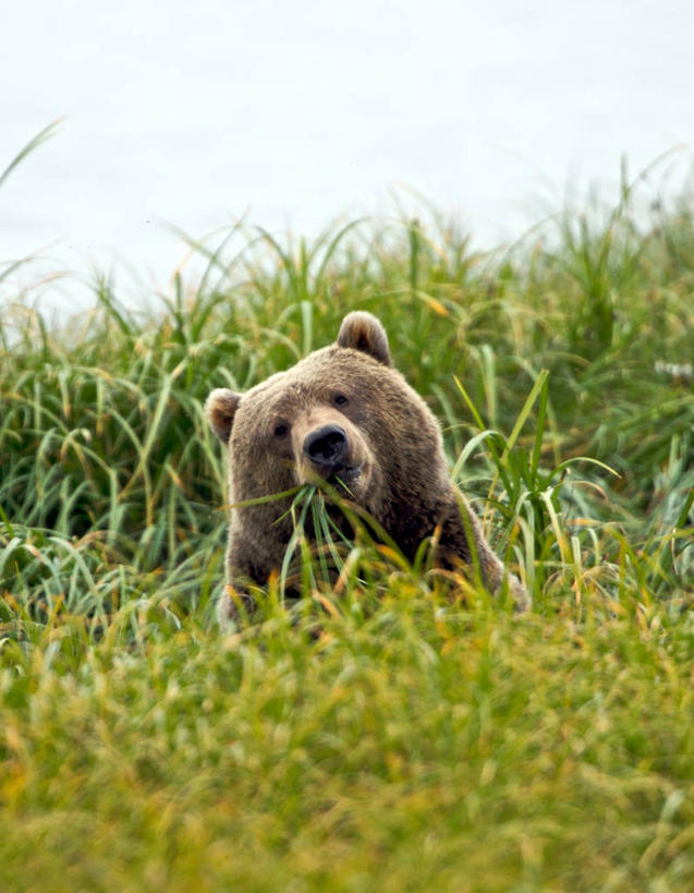 脸,头,脸颊,无人,竖图,室外,白天,旅游,度假,美景,野生动物,美国,景观,娱乐,肩膀,草,自然,享受,休闲,景色,放松,摄影,隐藏,自然风光,肖像,阿拉斯加,科迪亚克棕熊,头部,脸部,脸蛋,面部,彩图