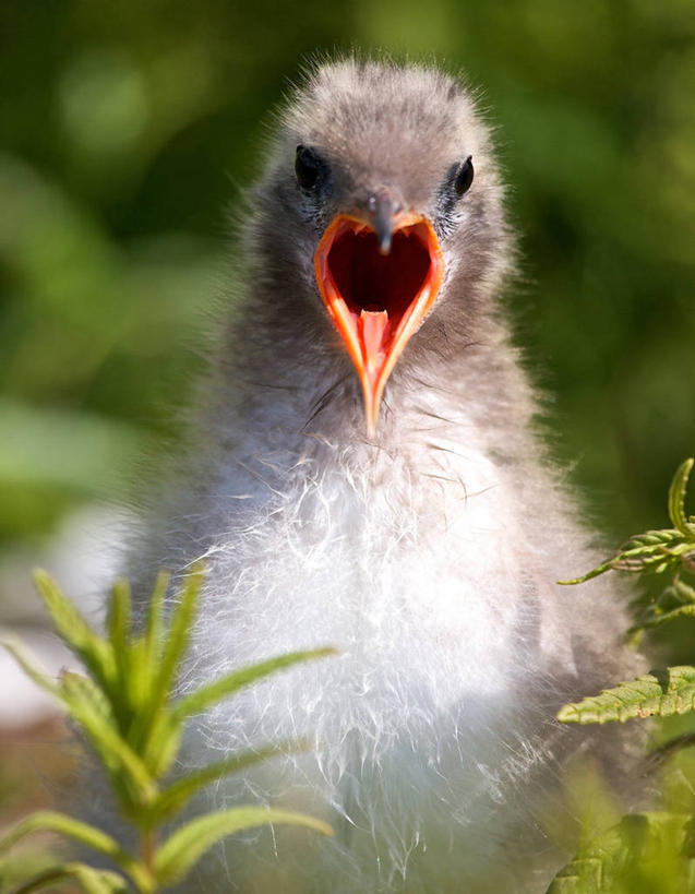 无人,竖图,室外,特写,白天,正面,旅游,度假,美景,野生动物,美国,鸟类,景观,小鸟,娱乐,自然,动物,享受,休闲,景色,放松,摄影,自然风光,肖像,喙,阿拉斯加,安克雷奇,柔和,彩图