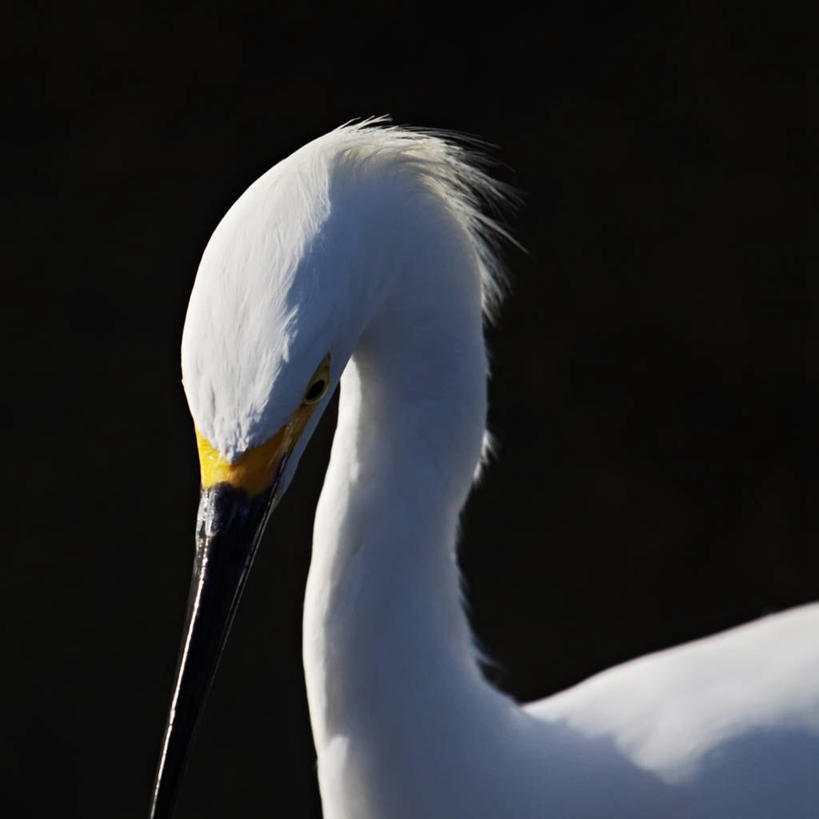 无人,方图,白鹭,鸟,野生动物,美国,黑色背景,鸟类,摄影,优美,加利福尼亚,喙,潘塔纳尔湿地,白鹭鸶,雪客,颈,鹭鸶,彩图,影棚拍摄