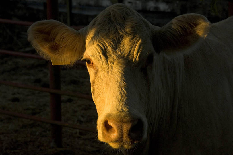 无人,横图,特写,黑色背景,摄影,牲畜,法属玻利尼西亚,母牛,彩图,法国海外领土,家牛,暗调