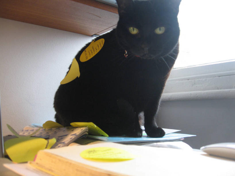 无人,坐,横图,室内,白天,正面,宠物,猫,英国,便签,凌乱,书桌,黑色,摄影,书,彩图