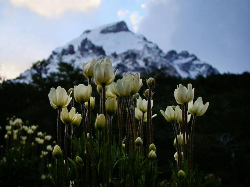 无人,横图,室外,白天,山,雪山,阿根廷,盛开,地形,宏伟,花蕾,花,花瓣,花朵,鲜花,风景,自然,花苞,花蕊,摄影,生长,国家公园,清新,圣克鲁斯省,彩图