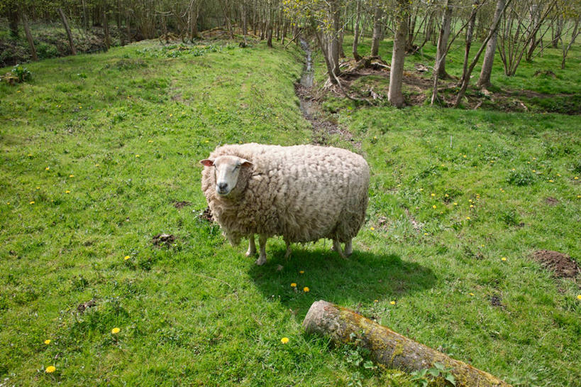 无人,站,横图,室外,白天,侧面,美景,法国,景观,田地,草,树,自然,景色,摄影,牲畜,自然风光,奥布省,彩图