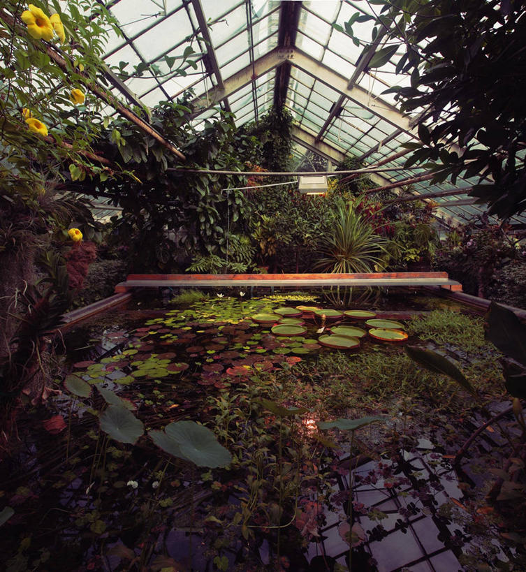 无人,竖图,室内,白天,建筑业,植物,睡莲,波兰,丰富,漂浮,温室,自然,摄影,克拉科夫,彩图