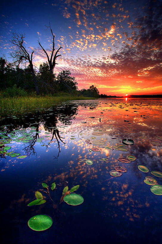 无人,竖图,室外,湖,美景,日落,睡莲,美国,漂浮,反射,地形,景观,树,风景,自然,景色,摄影,宁静,自然风光,高积云,彩图