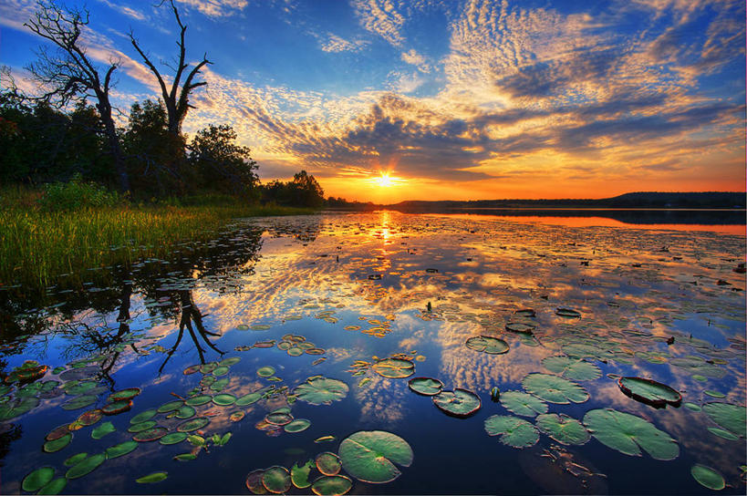 无人,横图,室外,湖,美景,日落,睡莲,美国,漂浮,反射,地形,景观,树,风景,自然,景色,摄影,宁静,自然风光,高积云,彩图