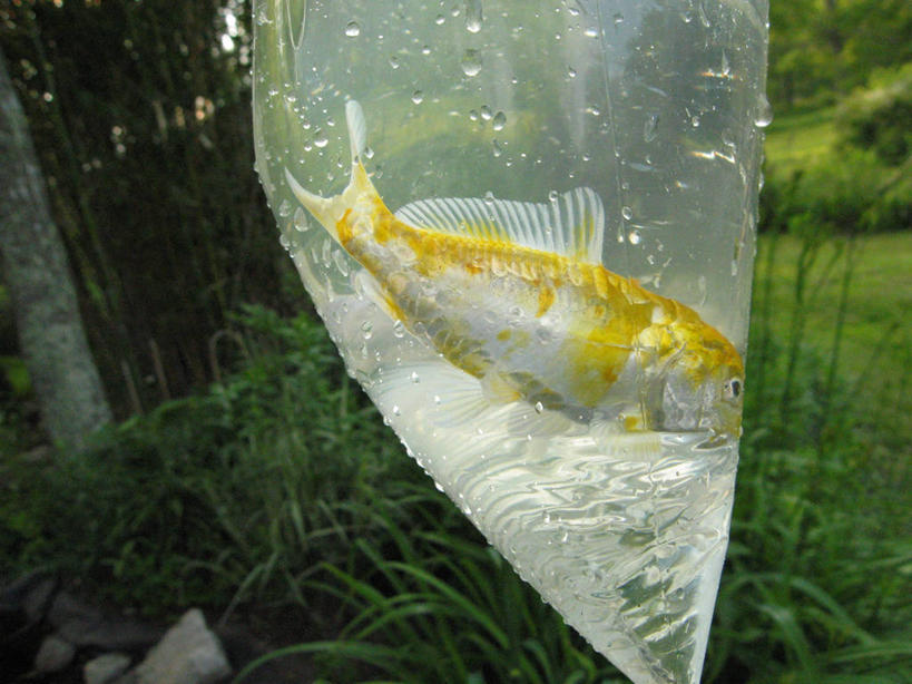 无人,横图,室外,白天,侧面,水,宠物,锦鲤,美国,透明,塑料袋,草,摄影,释放,彩图