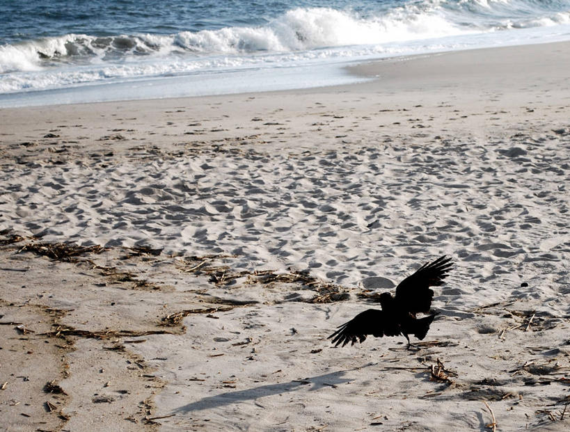 无人,横图,俯视,室外,白天,野生动物,美国,沙子,河岸,波浪,摄影,宁静,乌鸦,新泽西,开普梅,海滩,彩图,高角度拍摄,独处