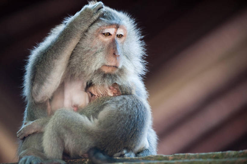 无人,坐,横图,室外,特写,白天,野生动物,印度尼西亚,注视,动物,观察,看,两只,抓,摄影,观看,幽默,察看,关注,猕猴,问题,恶作剧,拥抱,彩图,巴厘