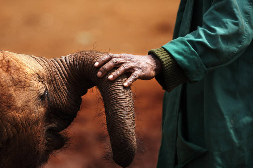 成年人,老年人,手,一个人,横图,室外,白天,侧面,肯尼亚,仅一个男性,仅一个人,仅一个中年男性,围裙,顶部,动物,人体,摄影,环境,关爱,孤儿,男人,男性,中年男性,象,触摸,彩图