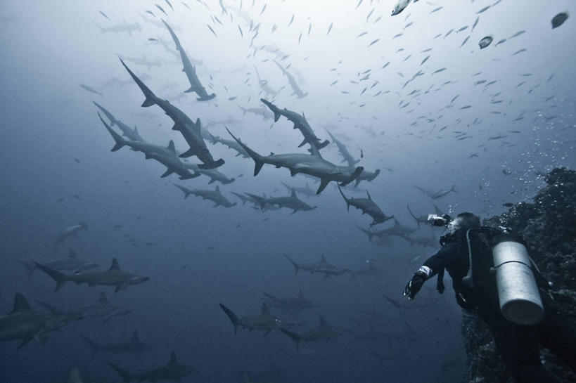 成年人,中年人,一个人,无人,横图,侧面,仰视,水下,海洋,仅一个男性,仅一个人,仅一个中年男性,一群,许多,鱼群,很多,鱼类,自然,探索,潜水服,摄影,水中呼吸器,椰子岛,冒险,男人,男性,中年男性,彩图,低角度拍摄,水肺潜水