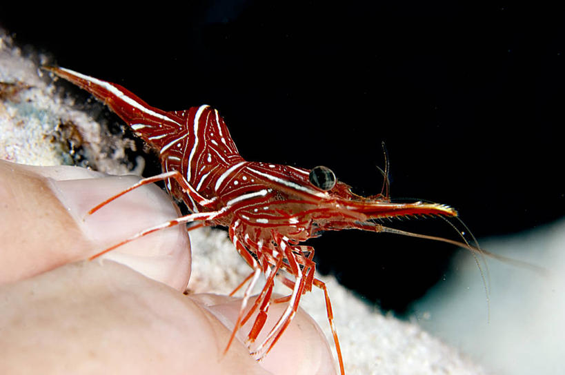 成年人,指甲,一个人,横图,特写,水下,澳大利亚,仅一个男性,手指,修指甲,人体,摄影,部分,卫生,印度洋,清洁虾,美化,海产,清洗,彩图