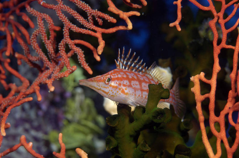 无人,横图,室外,特写,水下,斐济,珊瑚,摄影,太平洋,彩图