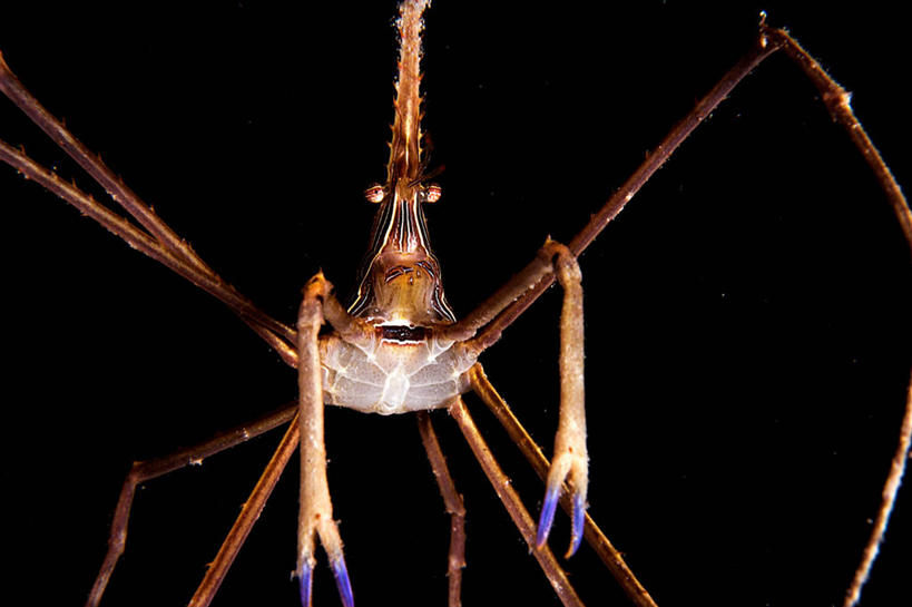 无人,横图,特写,正面,水下,加勒比海,黑色背景,自然,摄影,箭蟹,脆弱,彩图