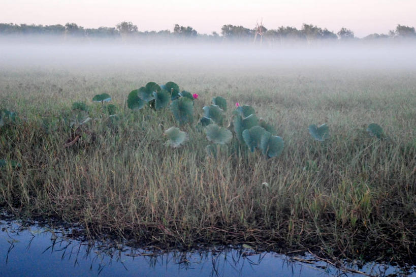 游泳,无人,公园,横图,室外,白天,侧面,河流,鳄鱼,野生动物,澳大利亚,涉水,漂浮,反射,地形,树,自然,摄影,国家公园,大洋洲,澳洲,南方大陆,澳大利亚联邦,北领地,卡卡都国家公园,卡卡杜国家公园,彩图