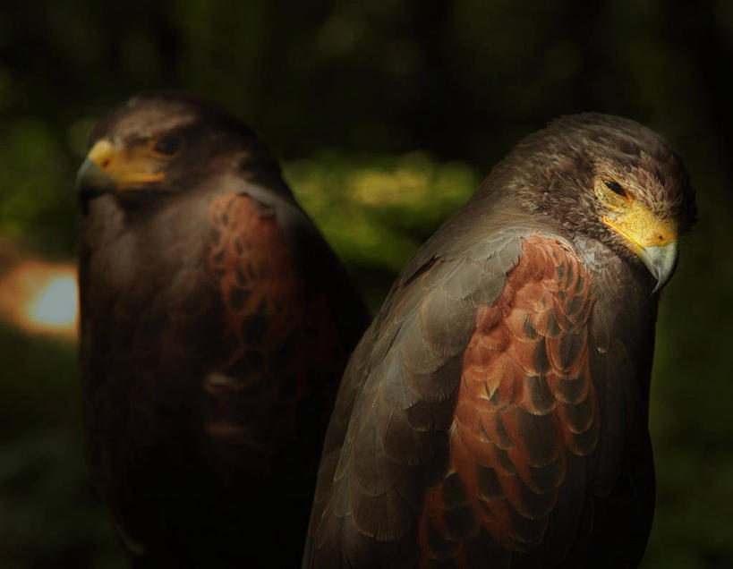 无人,横图,室外,特写,鸟类,动物,两只,摄影,栖息,喙,捷克共和国,草原鹰,彩图