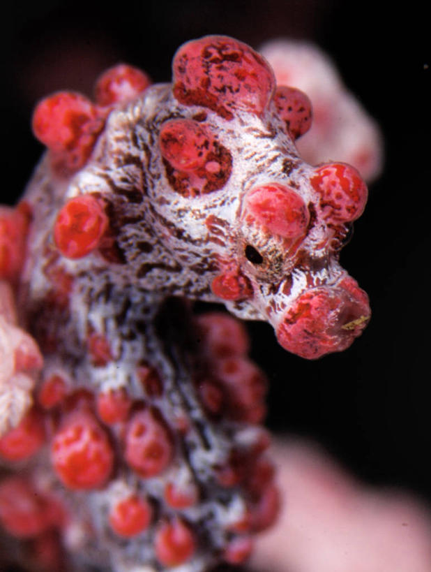 无人,竖图,室外,微距,水下,海洋,印度尼西亚,自然,生物,摄影,肌理,彩图