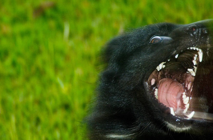 脸,头,脸颊,无人,横图,室外,白天,运动模糊,草坪,宠物,狗,肩膀,打哈欠,摄影,法属玻利尼西亚,危险,头部,脸部,脸蛋,面部,彩图,法国海外领土