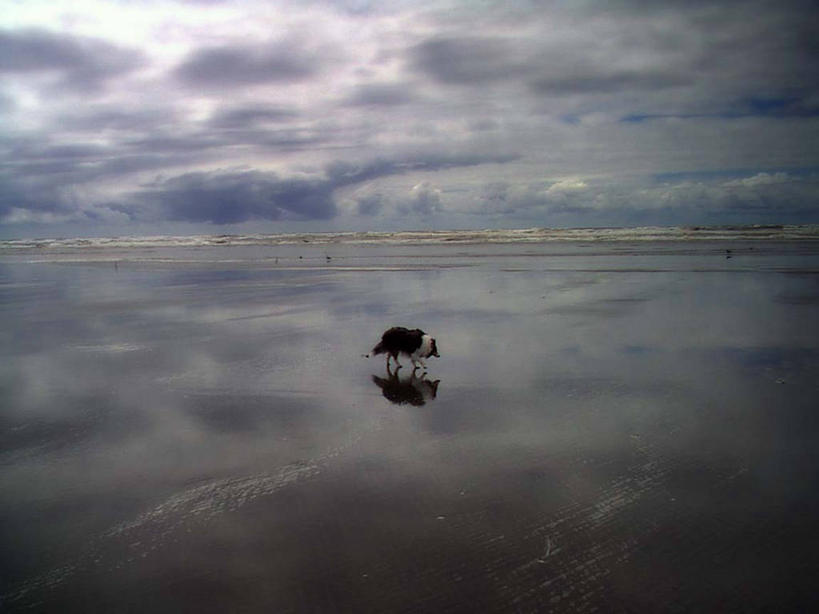 无人,横图,室外,白天,寂寞,海洋,风,宠物,美国,反射,地平线,辽阔,地面,广阔,摄影,一望无际,延伸,剪影,喜乐蒂牧羊犬,天地相交,无边无际,一马平川,潮汐,步行,彩图