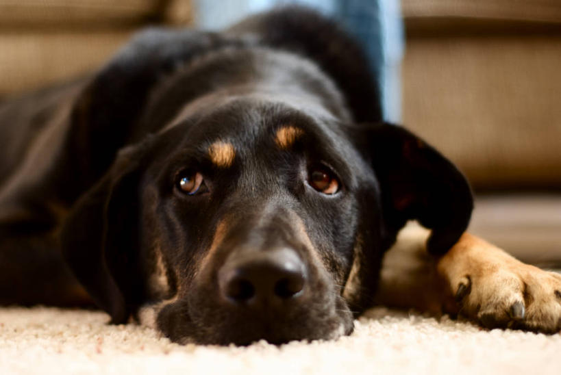 无人,横图,室内,白天,正面,懒惰,地毯,宠物,美国,黑色,趴着,向上看,休息,摄影,部分,加利福尼亚,彩图