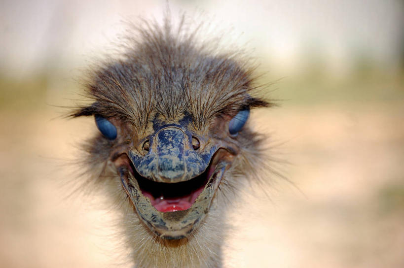 横图,室外,特写,正面,鸸鹋,马来西亚,自然,张嘴,摄影,头像,幽默,肖像,张大嘴巴,喙,想法,浮罗交怡岛,张开嘴,彩图,动物学