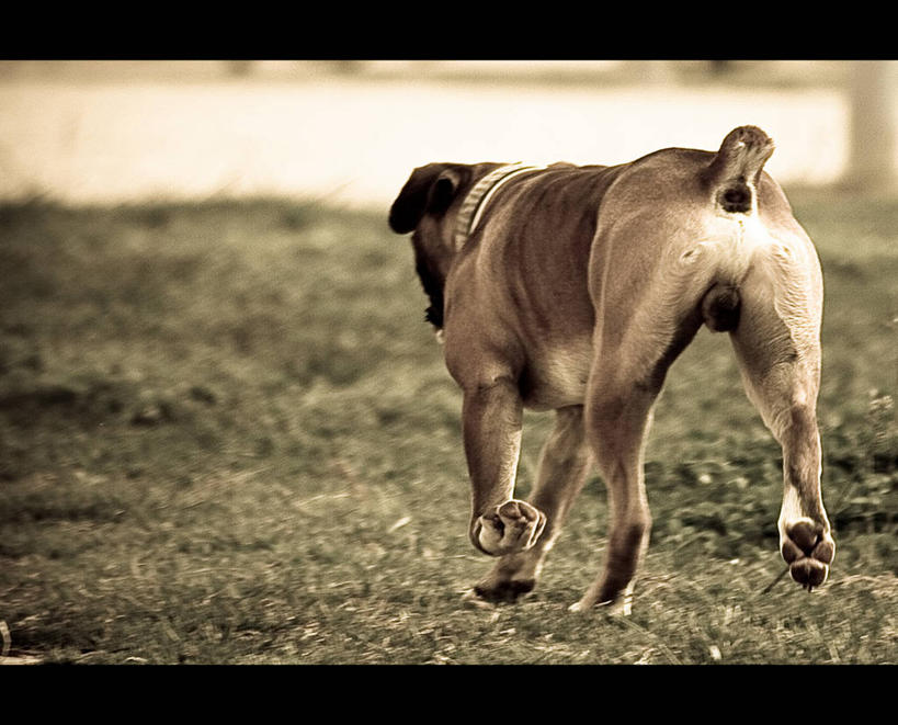 无人,跑,横图,室外,特写,白天,宠物,狗,西班牙,草,背面,摄影,卡斯特利翁省,彩图