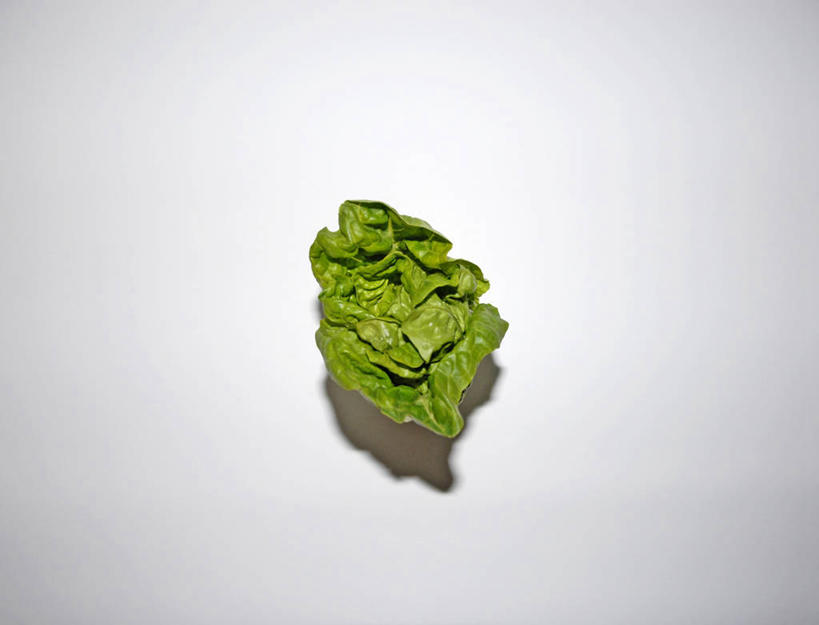 无人,横图,白色背景,英国,褶皱,小的,首都,一个,绿色,自然,摄影,单个,脆弱,彩图,影棚拍摄