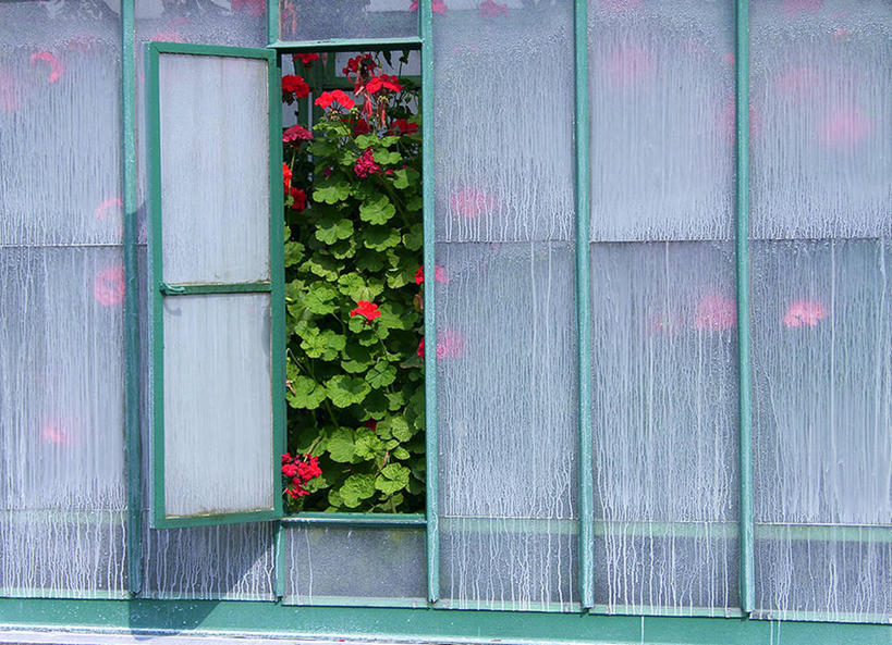 无人,横图,室外,白天,农业,比利时,首都,温室,花,自然,打开,摄影,生长,开启,清新,彩图