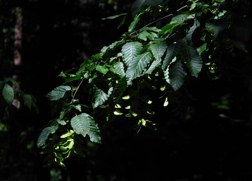 无人,横图,室外,夜晚,森林,叶子,枝,自然,摄影,彩图,角树