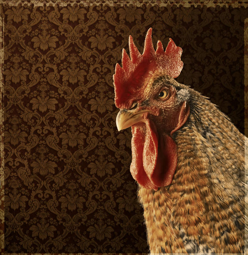 无人,竖图,侧面,花纹,摄影,头像,牲畜,公鸡,彩图,影棚拍摄