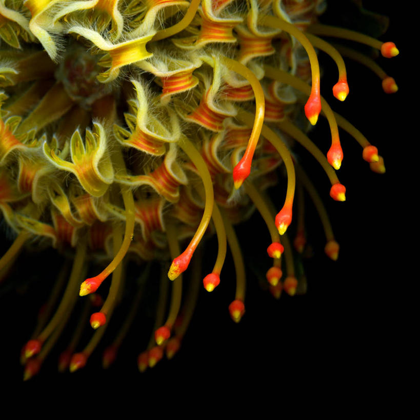 无人,方图,室外,特写,野生动物,英国,黑色背景,摄影,针垫花,雄蕊,彩图