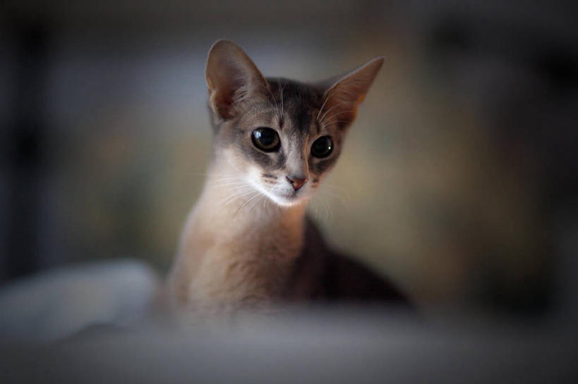 无人,横图,室内,白天,纯洁,宠物,猫,加拿大,可爱,童年,童趣,摄影,阿比西尼亚猫,柔焦,童真,烂漫,无邪,多伦多,天真,彩图