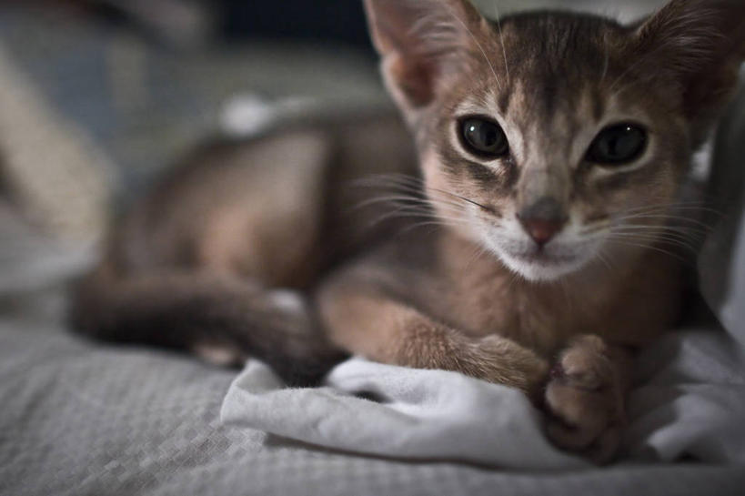 无人,躺,横图,室内,白天,纯洁,宠物,猫,加拿大,可爱,童年,童趣,摄影,阿比西尼亚猫,童真,烂漫,无邪,多伦多,天真,彩图