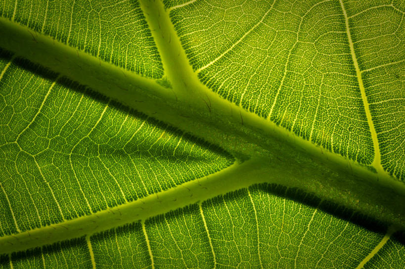 无人,横图,特写,背景,木瓜,美国,绿色,自然,摄影,清新,肌理,叶脉,彩图,全画面,全框架,全帧,全画幅