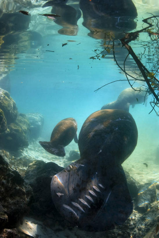 游泳,无人,横图,竖图,室外,白天,水下,海牛,美国,反射,背面,动物,两只,摄影,北美,北美洲,恐怖,美洲,佛罗里达,佛罗里达州,佛州,阳光州,北亚美利加洲,亚美利加洲,彩图,美利坚合众国