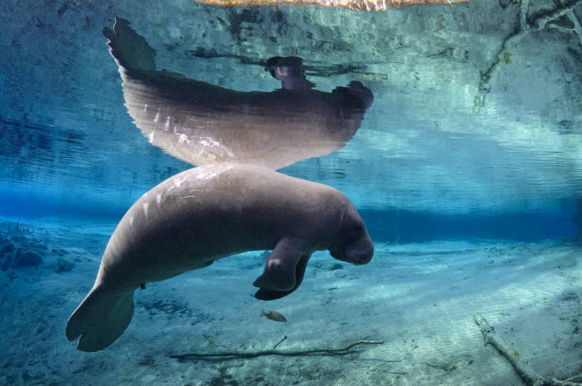 游泳,无人,横图,室外,白天,侧面,水下,海牛,美国,反射,动物,摄影,宁静,北美,北美洲,美洲,佛罗里达,佛罗里达州,佛州,阳光州,北亚美利加洲,亚美利加洲,彩图,美利坚合众国