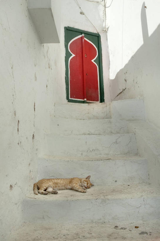 无人,竖图,室外,白天,懒惰,门,宠物,猫,突尼斯,首都,台阶,疲倦,放松,摄影,宁静,侧卧,疲劳,疲惫,困乏,疲乏,委顿,疲困,疲顿,疲钝,倦怠,怠倦,睡觉,彩图
