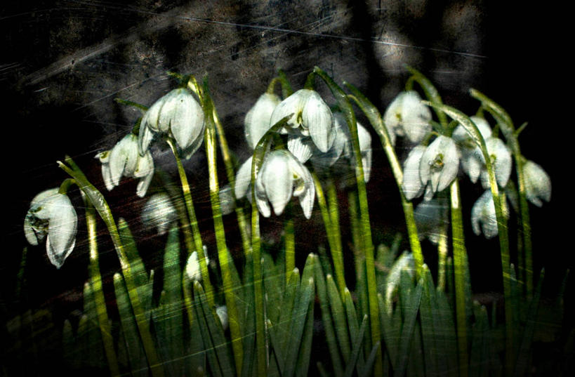 无人,横图,室外,夜晚,草地,美景,英国,黑色背景,景观,花瓣,自然,春天,景色,摄影,脆弱,自然风光,雪花莲,彩图