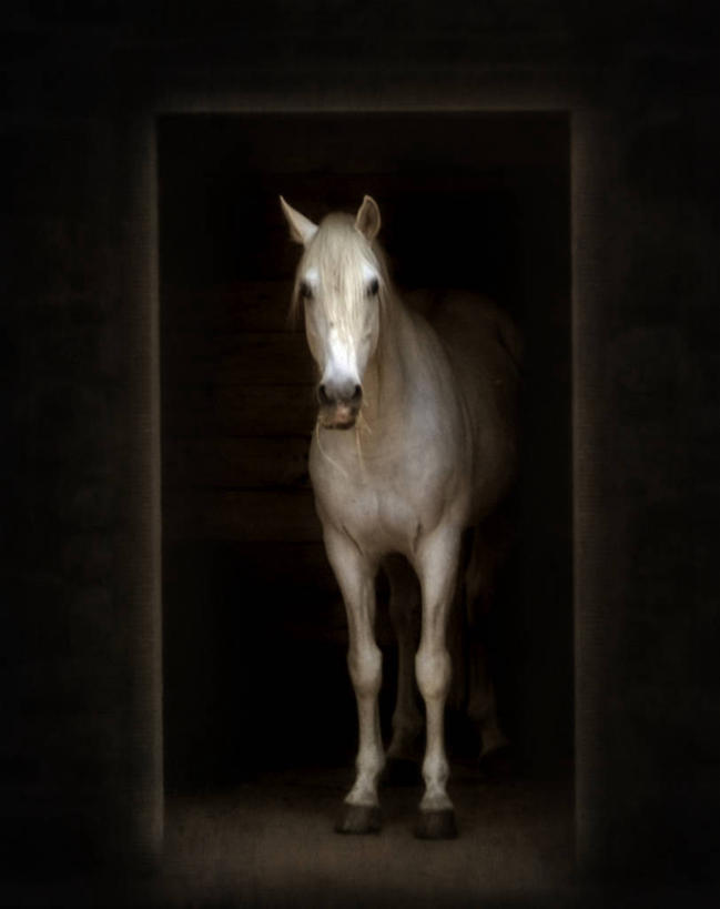 无人,站,竖图,室内,正面,马,意大利,黑色背景,白色,摄影,彩图,暗调