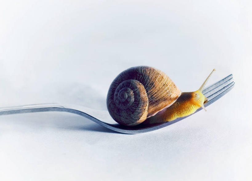无人,横图,白色背景,蜗牛,叉,饮食,一个,摄影,单个,上升,幽默,简单,法式食品,想法,彩图,影棚拍摄