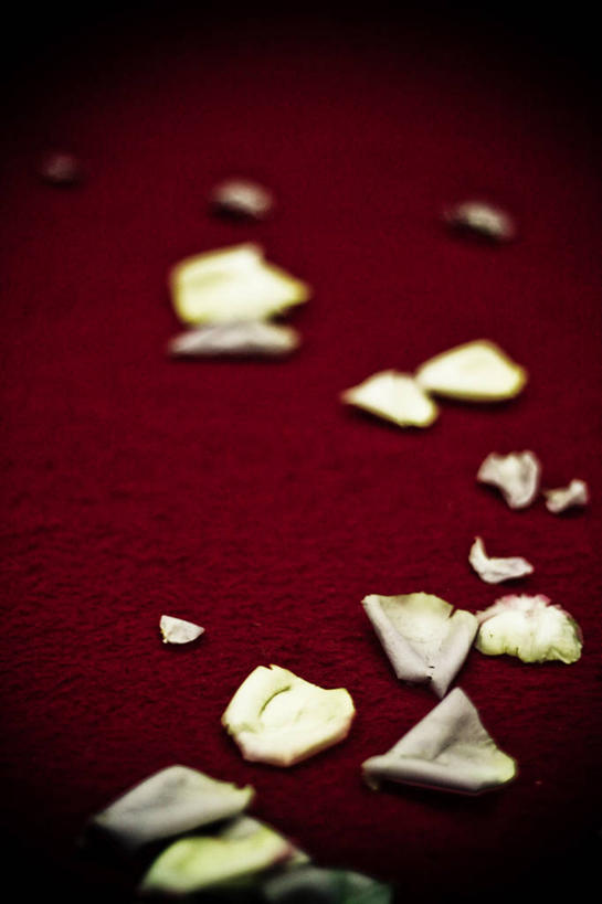 无人,竖图,室内,地毯,玫瑰,巴西,红色背景,浪漫,花瓣,白色,摄影,彩图,晕影