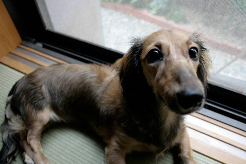 无人,横图,室内,特写,白天,纯洁,窗户,宠物,日本,窗台,趴着,可爱,童年,童趣,摄影,童真,烂漫,无邪,德国猎犬,忠诚,天真,彩图