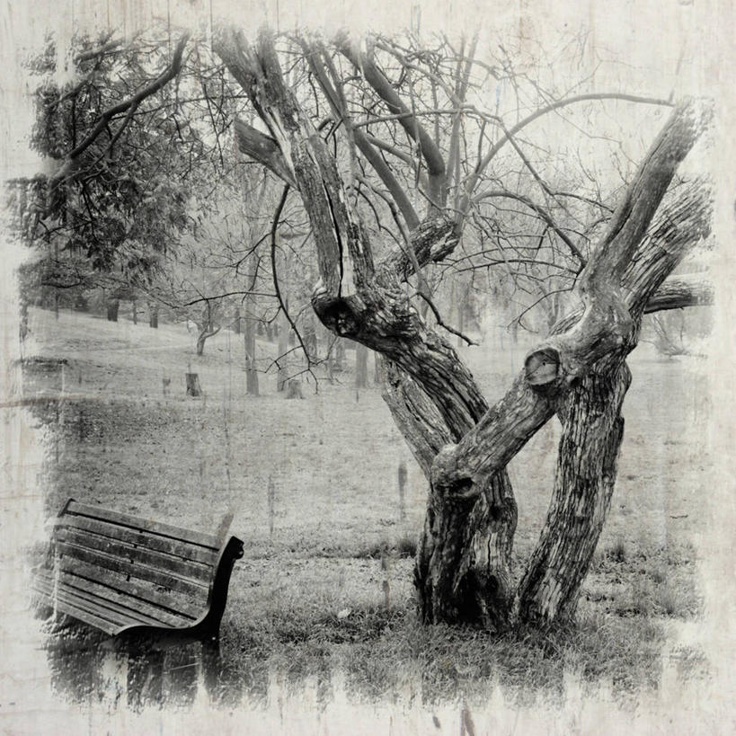 无人,方图,黑白,室外,日出,意大利,长椅,首都,树,风景,摄影,宁静,怀旧,意大利文化