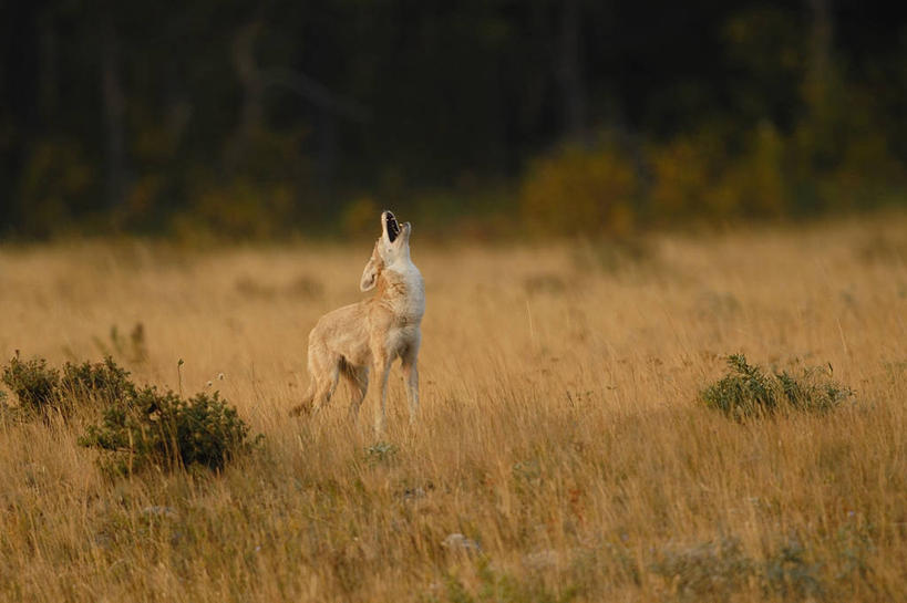 无人,公园,横图,室外,白天,草原,野生动物,美国,自然,摄影,北美,北美洲,国家公园,美洲,嚎叫,蒙大拿州,丛林狼,冰川国家公园,北亚美利加洲,亚美利加洲,蒙大拿,长空之乡,财富之州,冰河国家公园,沃特顿冰川国际和平公园,彩图,美利坚合众国,沃特顿.冰川国际和平公园