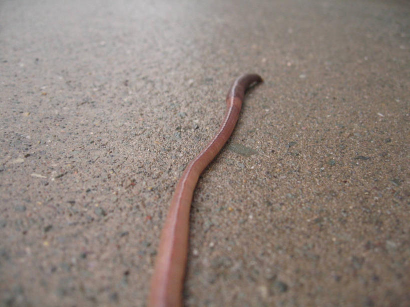 无人,横图,俯视,室外,白天,野生动物,英国,混凝土,摄影,部分,蚯蚓,彩图,高角度拍摄