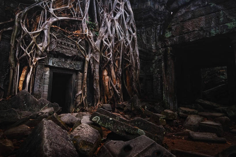 无人,横图,室外,夜晚,神秘,建筑,根部,破坏,破损,废墟,树,摄影,佛教,损坏,塔普伦寺,古代文明,彩图,柬埔寨文化