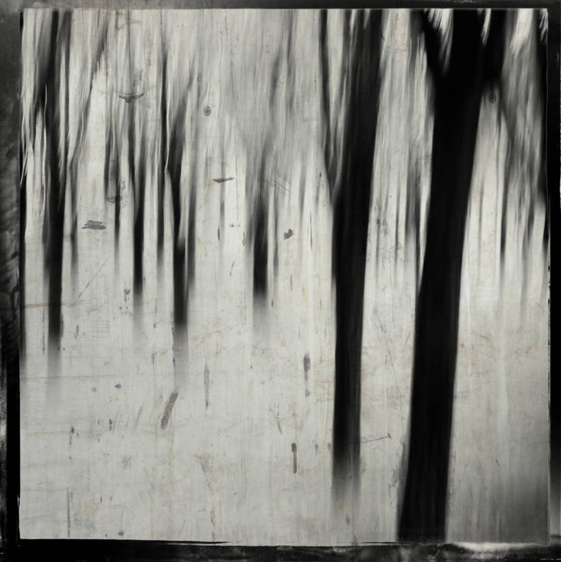 无人,方图,黑白,室外,意大利,树,树干,摄影,怀旧,创造力,简单,剪影,拉奇奥,散焦