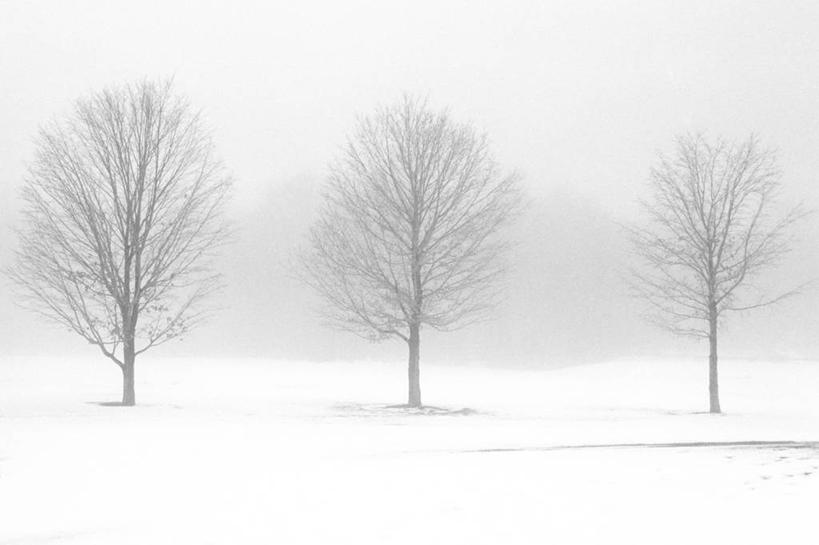 无人,横图,室外,白天,雪,雾,美国,地形,冬天,树,寒冷,摄影,宁静,康涅狄格州,彩图,林荫大道