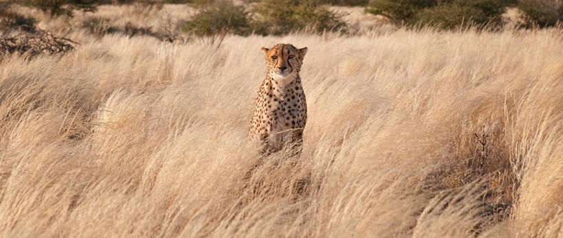 无人,横图,全景,室外,白天,正面,芦荟,野生动物,纳米比亚,花纹,纹路,纹理,地形,草,豹纹,摄影,肌理,罗帷草,讷会,奴会,象鼻莲,象胆,猎豹,彩图,油葱