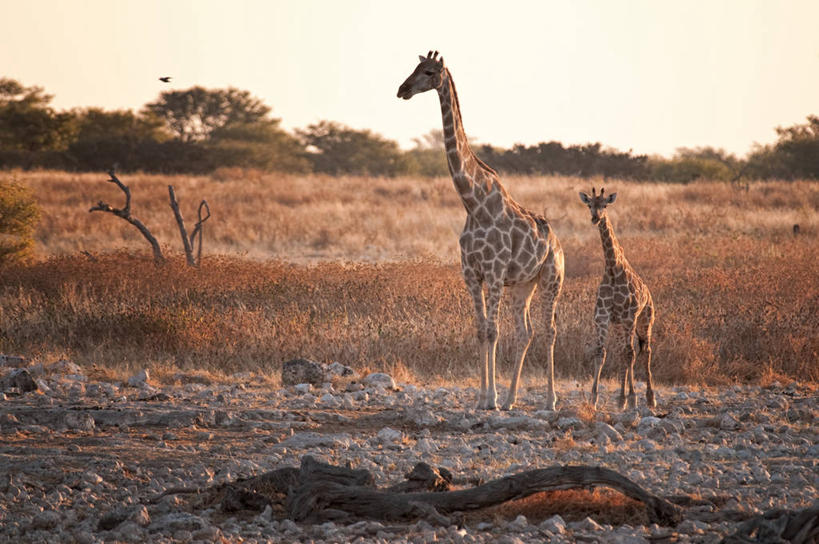 无人,站,横图,室外,日落,长颈鹿,牛,日光,纳米比亚,动物,平原,两只,摄影,灌木,宁静,小牛,彩图,全画面,全框架,全帧,全画幅